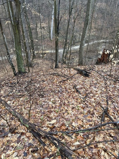 Photo taken from the top of a 50 foot high hill looking down, leaves on the ground from last fall, bare trees and stumps with a paved walking path at the bottom of the hill. 