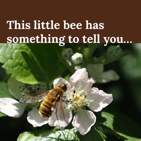 "This little bee has something to tell you…"