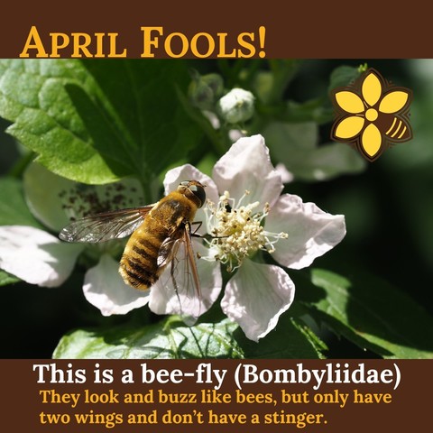 "April Fools!
This is a bee-fly (Bombyliidae)
They look and buzz like bees, but only have two wings and don’t have a stinger. "
