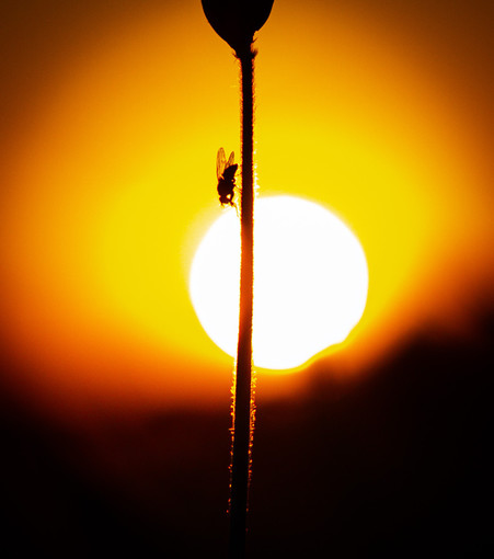 Das Bild zeigt eine Fliege, die auf einem vertikalen Stiel sitzt, der vor einem leuchtenden Sonnenuntergang positioniert ist. 

Das Bildformat ist quadratisch und konzentriert sich auf die Silhouette der Fliege und des Stiels gegen den hellen Hintergrund. 

Dies ist ein Makro-Naturfoto, das die Details der Fliege und des Stiels hervorhebt und gleichzeitig den Kontrast zur leuchtenden Sonne nutzt. 

Der Hintergrund besteht aus einer großen, hellen Sonne, die den Himmel in warme Gelb- und Orangetöne taucht. Es gibt einen sanften Verlauf von hell nach dunkel mit der Sonne als dominierendem Element. 

Die dominierenden Farben sind warme Gelb- und Orangetöne des Sonnenuntergangs. Die Fliege und der Stiel sind als dunkle Silhouetten dargestellt. 