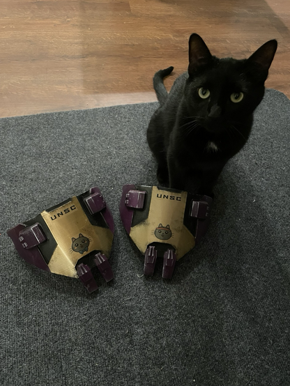 A black cat standing infront of two shoulder plates