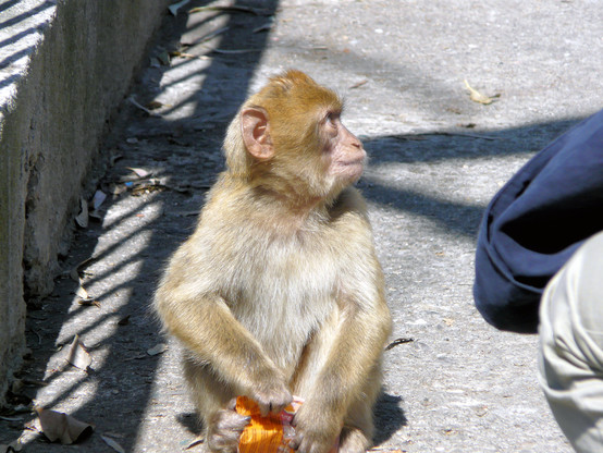 Tailless macaque monkey on Gibraltar, the only wild colony of monkeys in Europe