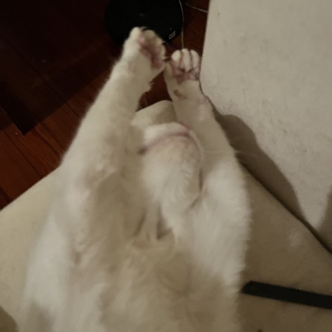 a white kitten on her back stretches paws overhead