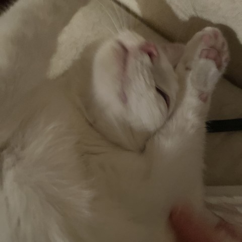 a white kitten rolling with paws overhead