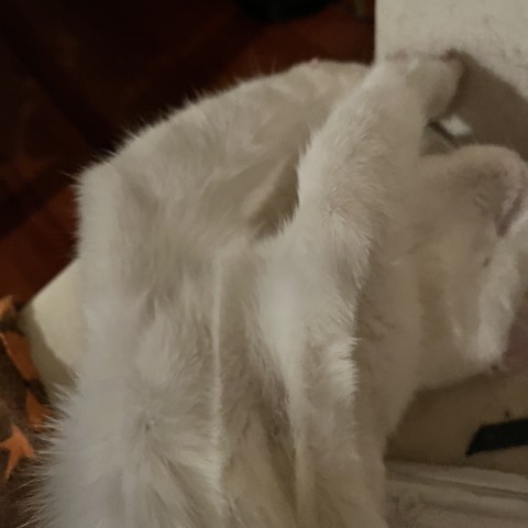 white kitten stretches and twists on her back