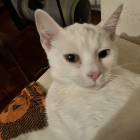 white kitten looks at the camera
