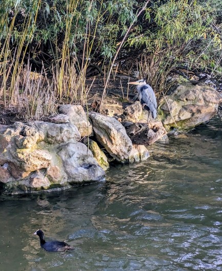 Photo d'une poule d'eau dans l'eau et un héron sur la berge alignés en diagonale