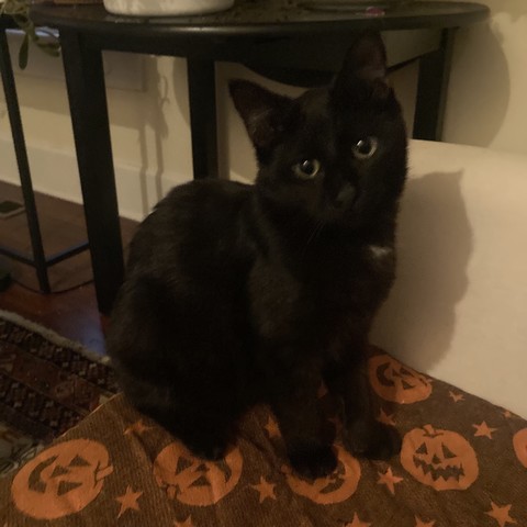 a cute black kitten sitting on a pumpkin print couch