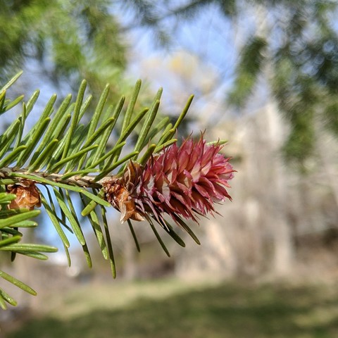 A cone growing on a douglas fir, it is redish in color, it is at the tip of a small branch with needles. It is the female part of the fir tree that will produce seeds. on the left partially visible is a pollen producing part.

Technically, probably not a "flower" or a "bloom" but it takes the pollen and makes seeds!