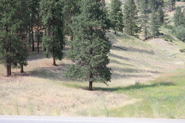 A smooth grassy meadowland with scattered trees growing over it, their long shadows falling to the east.