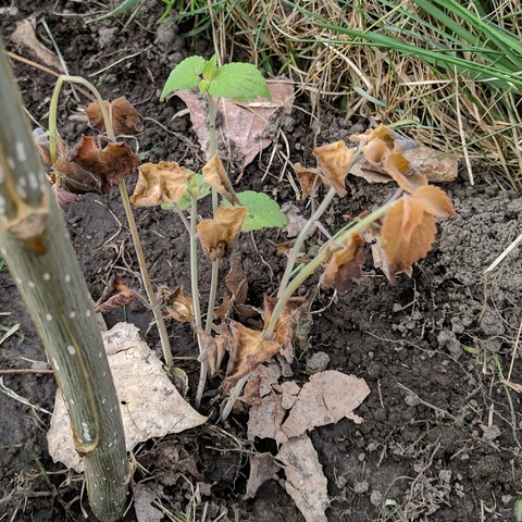 A closeup photo of a anise hyssop plant that has some brown leaves from getting killed by frost. There are other leaves that are still green and fine. These were planted on March 28.