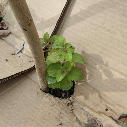 A closeup photo of anise hyssop, it is green without any brown leaves. It was planted on March 29 and the low the next day was 2F warmer.
