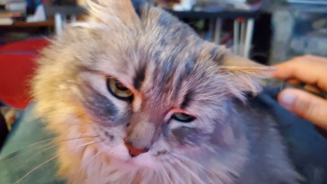 A very fluffy tabby cat wears a very cranky expression as she is being brushed...