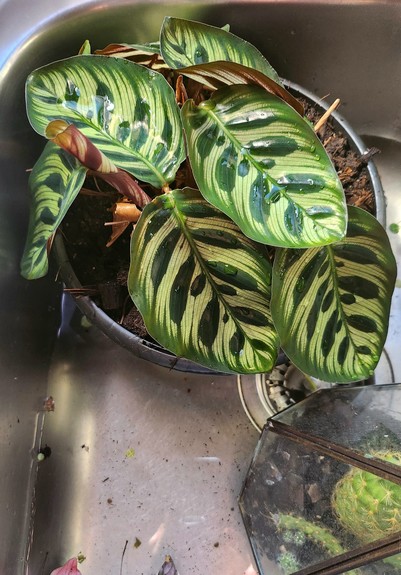 A freshly-resurrected peacock plant sitting in a sink of water. A new leaf is unfurling from a striped purple straw, no aphids in sight