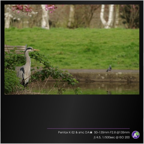 a color outdoor photograph. a grey heron stands in the foreground, perched on a small concrete ledge over a shallow pond. the pond appears to be ringed in concrete. pink cherry blossoms hang from branches overhead. beyond the heron, on the far side of the pond, stands a small pigeon, quite defocused. in the background is green grass. there are no people or vehicles in this picture.