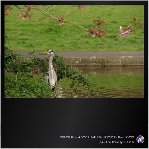 a color outdoor photograph. a grey heron stands in the foreground, perched on a small concrete ledge over a shallow pond. the pond appears to be ringed in concrete. pink cherry blossoms hang from branches overhead. in the background is green grass. there are no people or vehicles in this picture.