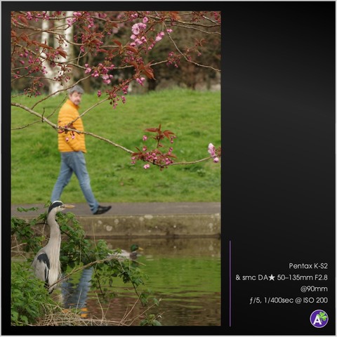 a color outdoor photograph. a grey heron stands in the foreground, perched on a small concrete ledge over a shallow pond. the pond appears to be ringed in concrete. pink cherry blossoms hang from branches overhead. in the background walks a man on the sidewalk. the man wears a bright orange puffy jacket, and he looks at the heron. beyond the man is green grass. there are no vehicles in this picture.
