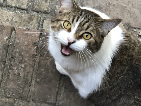 Close up photo of a grey and white cat, slightly overweight. His mouth is open as if saying something. 