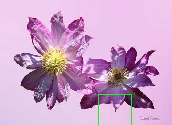 In the language of flowers, clematis means intelligence.