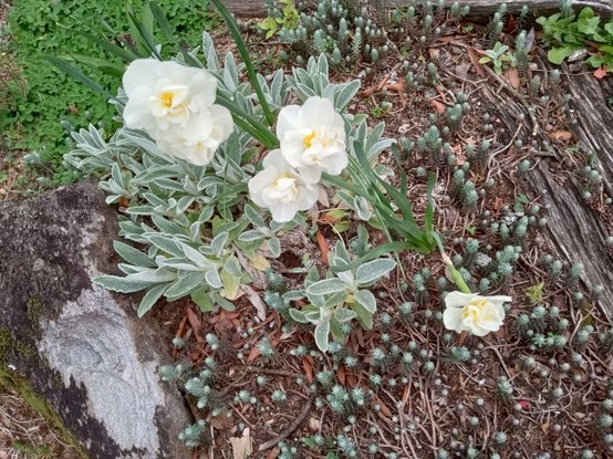 Small double petaled white flowers with yellow center among ground cover plants and rocks
