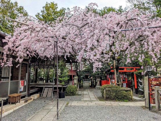 The peak of sakura season at Suika Tenmangu.