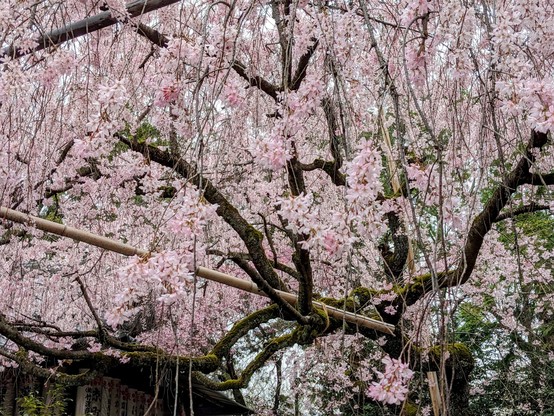 A canopy of pink blossoms.