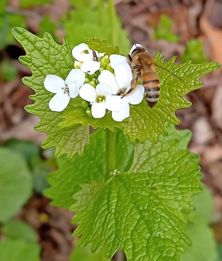 Eine Biene bedient sich an der Blüte.