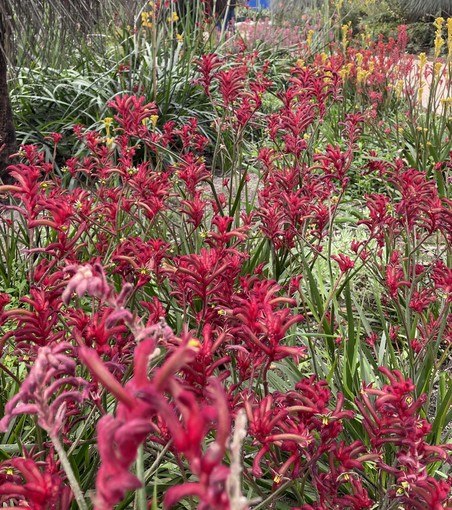 Large bed of grass-like leaves above which tose bright red, yellow aand orange inflorescences, each consisting of 20 or more tubular flowers with fleshy, velvet-textured petals