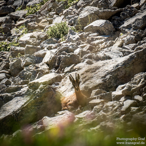 This image captures a serene moment of a goat resting on a rocky hill, embodying the peaceful coexistence of wildlife and rugged terrain. The goat, a mammal known for its agility on steep and uneven surfaces, is depicted lying comfortably amidst rocks and sparse grass, highlighting its adaptability to harsh environments. The surrounding landscape suggests a mountainous region, possibly indicating the goat's natural habitat, where grass and terrestrial elements sporadically dot the rocky terrain…