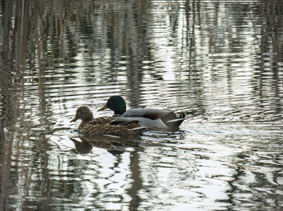 Parella d'ànecs collverds fent un passeig tranquil en un estany del Delta de l'Ebre. Creant bones ones a l'aigua.