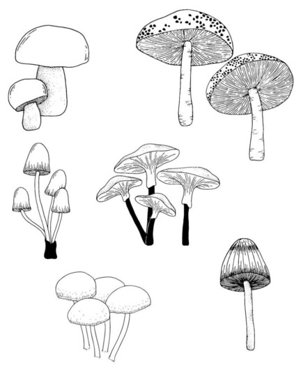 Mehrere Pilze