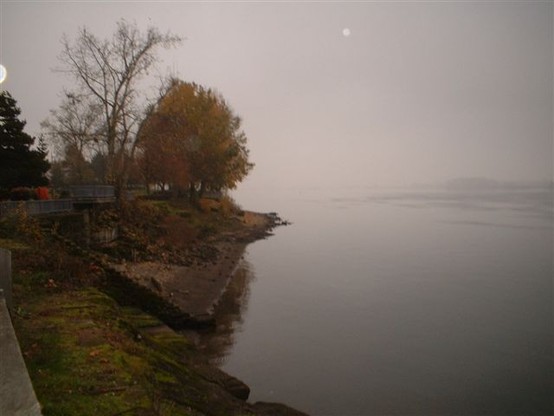 Dark misty evening on the banks of the Columbia River, the trees and shrubs on river bank silhouetted against the lighter sky. 