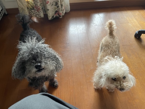 A small black toy poodle and an even smaller light brown toy poodle are standing on the floor. The photographer’s knee protrudes into the bottom of the frame as they are sitting on a bed. The dogs are looking scruffy and impatient.