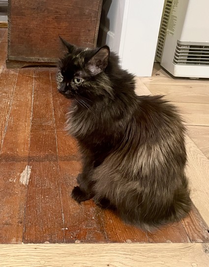 Pippin is a 16 year old tortie cat. She is sitting upright on a wooden floor, her dark brown paws in front of her. Her head is slightly tilted toward the camera making her almost in profile. She has long fur featuring shades of brown and gold. She has gentle, goldish eyes. She is sitting in the doorway to 2of our rooms.