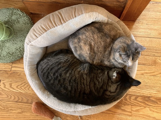 A photo of two cats in a cat bed.