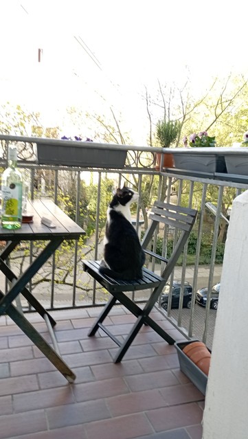 A tuxie tomcat sits on Italian balcony seat, on a balcony, in background the entrance to a park, , fresh springtime green trees, with yellow brickstone way
The balcony have terracotta stile floor tiles 