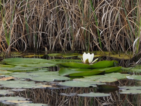 Nenúfares sobre un ullal o suegencia de agua dulce