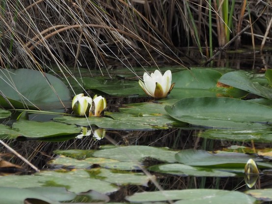 Nenúfares sobre el agua de un ullal o surgencia de agua dulce