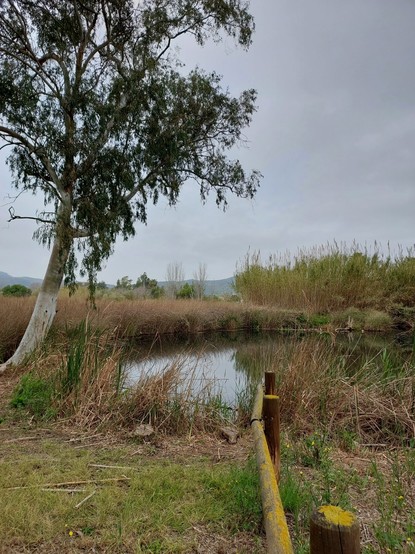 Un ullal, surgencia de agua dulce que brota del suelo (manantial), y un eucalipto