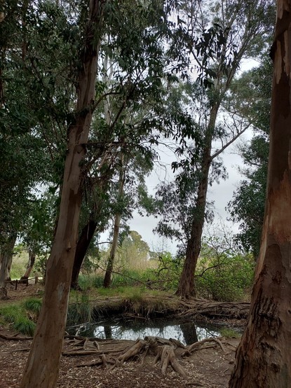 Ullal, o surgencia de agua que brota del suelo, y eucaliptos alrededor del manantial