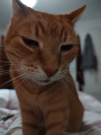 Cut but sad looking ginger tomcat Simba