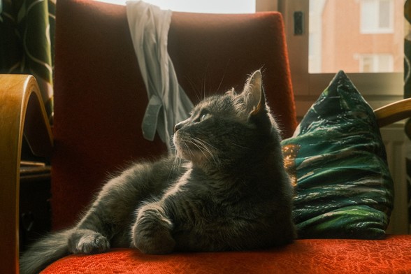 My cat staring out of the window, looking very cute