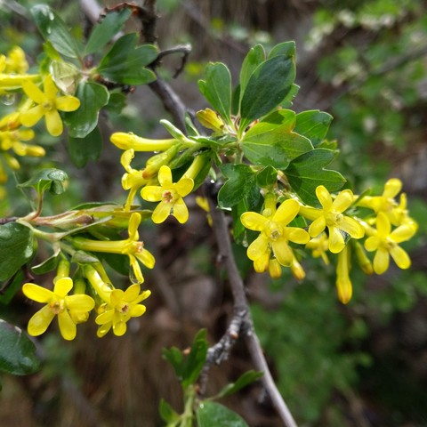 A cropped closeup photo of clove currant, Ribes odoratum, blossoms. They are yellow with 5 petals. The center has some orange color. They are wet from the previous days rain. The filtered sun illuminates them from behind and above. They are very fragrant and can be smelled several meters away.