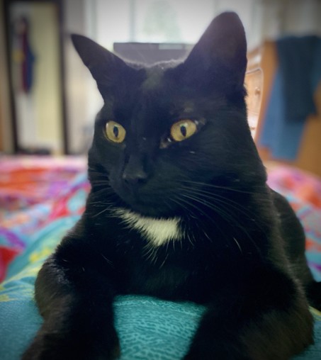 A black cat with a white patch on its chest, sitting on a colorful blanket with a soft-focus background.