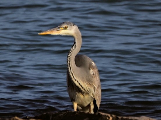 Garza real posada en unas rocas de la playa