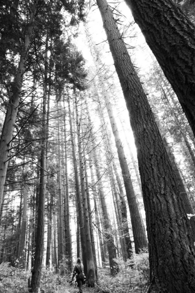 Black and white photo of hiker walking away from camera through some tall trees