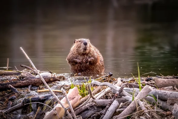 A beaver sitting on top of its dam.