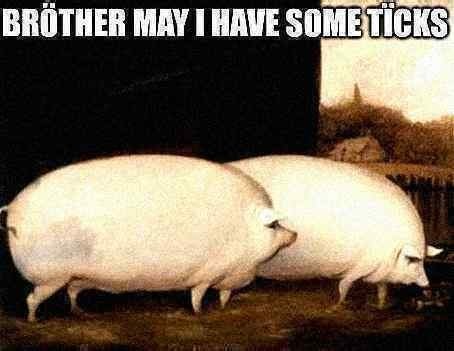 The "brother may I have some oats" meme, with the caption "brother may I have some ticks".