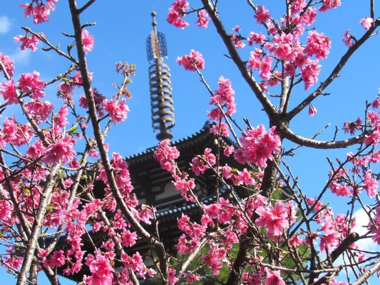 Photo of a tree covered in pink flowers with a Japanese-style pagoda in the background