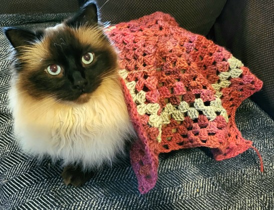 Jimothy is a warm & fetching boy in his pentagonal granny square blanket